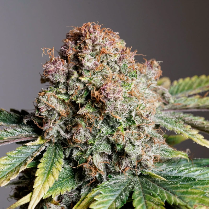 Cannabissamen Auto Strawberry Soda für Indoor und Outdoor